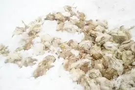 7000只鸡遭暴雪活埋 大连庄河栗子房镇遭雪灾棚农损失惨重视频封面