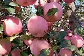 优质红富士苹果成熟上市啦！这是关中名村陕西马兰寨的苹果图片