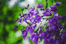 重庆这所大学，四季皆有"花海"，随手一拍就是刷屏大片！图片