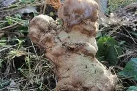 它长在棺材上，俗称“人头菌”，价值珍贵却少有人识，可惜了！图片