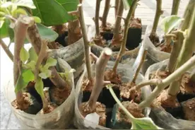 夏天这8种花，很好扦插，生根成活率高，不用再买图片