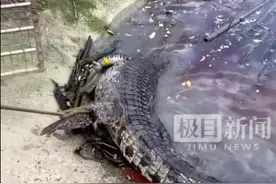 专家回应鳄鱼被吓后水中溺亡：健康鳄鱼不会溺水，或因生病无法出水呼吸图片