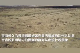 野狼攻击人怎么办？青海三江源惊现大型狼群！牧民：第一次见12只图片