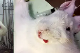 原来你是这样的实验兔图片