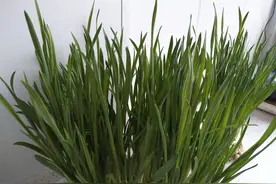 几天功夫，这蒜苗长得太高了，剪了它，等着长第二茬吧图片