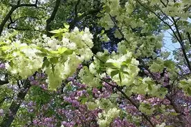 还有绿色樱花？无锡这里真有图片