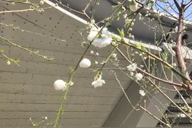 一下《赠汪伦》赏析：十里桃花该多美？万家酒店，尽情的喝图片