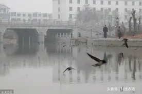 燕子冬天往南飞，到底飞到了哪？为什么感觉现在燕子变少了？图片