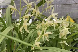 大爷养的兰花，兰花根系腐烂到了晚期，求给兰花妙手回春的方法图片
