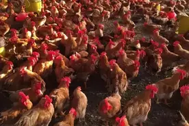 鸡张嘴呼吸，伸脖子喘气，那是因为“堵”的慌图片