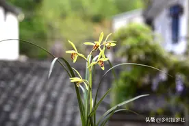 矮壮素、生根剂、赤霉素，种植兰花时你用过吗？图片