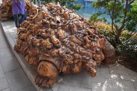潮安小故宫，还是一个中医药博物馆图片