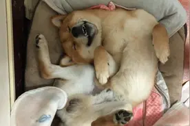柴犬高难度姿势睡觉，它脸上还露出甜美的笑容，太治愈了图片