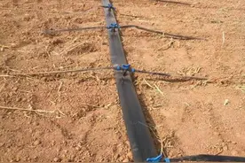 玉米小麦浅埋式滴灌带图片