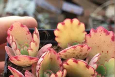 苗苗的花丨多肉植物之不死鸟家族图片