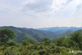 山西中条山上的这种药材在荒年能救命，如今价格15元一斤，是个啥图片