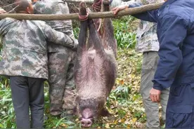 2万头野猪肆虐四川某县，战力爆表难以捕杀，价值6万元的猎狗阵亡图片
