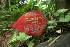 见血封喉，不仅是武林中的绝学，也是世界上最毒的树木图片