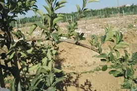 又是一年果树拉枝时，果农必学的标准化拉枝技术！（建议收藏）图片