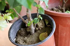 ​家中养花盆土板结，这两个方法教给大家，五年不换土图片