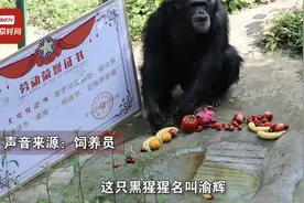 黑猩猩酷爱洗衣服被评劳模，网友：比我男朋友还勤快图片