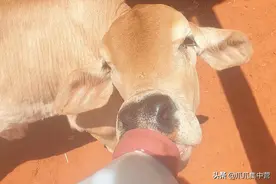 路边救下孤儿小牛，带回家和狗一起养大，小牛以为自己是宠物狗图片