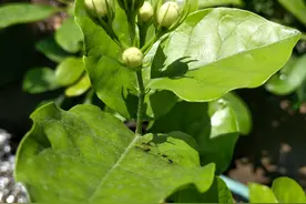 春分节气已到，茉莉花还没有萌芽？总结两点原因，花友们对照参考图片
