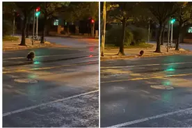 上海街头惊现不明生物！浑身长刺、体型较大，过马路还会看红绿灯？专家：不要接触图片