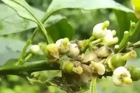 柑橘盛花期，遇上阴雨连绵天，除了摇花，灰霉病还可怎么预防？图片