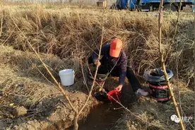 【水肥管理】桃树浇水施肥有技巧，掌握方法很重要！图片