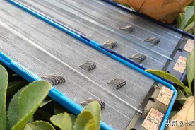 出现跑鱼和空竿！可能是所用钓钩出了大毛病，四处细节应多加重视图片
