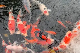 多雨季节如何护鲤？图片