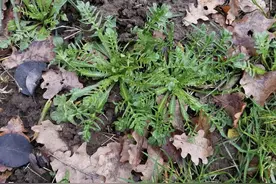 清明过后，这6种野菜不吃太可惜，营养极强，多吃能增强抵抗力！图片