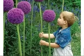 秋风秋月惹秋怨，拈花惹草说污花。偶遇仙女之花和热带新蓝莓图片