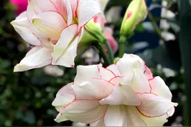养了7年朱顶红的大神，分享的5条养护经验，都是干货，很实用图片
