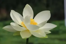 450亩花海！这个周末，邀请您到西咸新区赏花观荷图片