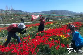 乌鲁木齐数百亩“花海”盛开 山花旅游季将免费发送惠民8折券图片