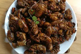 知了能吃你知道吗？炸成香酥金蝉，入味可口，做成小吃超受欢迎图片