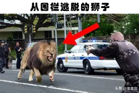 “越狱”的动物：世界各地从动物园里逃脱造成了混乱的8种动物图片