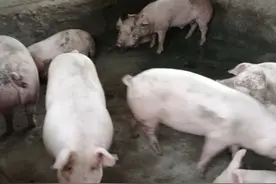 "二师兄"的苦与乐图片