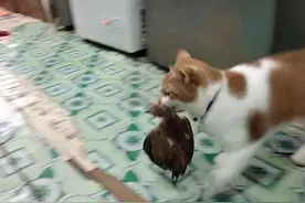 猫出去浪，回来时还抓了只鸡，把主人吓了一跳图片