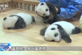 吃竹子的“热干面”“蛋烘糕”“春生”三只大熊猫宝宝初长成图片