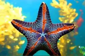 海星有多少条命？？你知道吗？图片