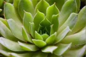 多肉植物适合什么花盆图片