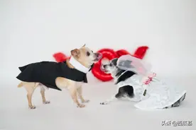 两只老年犬在养老院相遇相爱，举办了盛大的婚礼图片