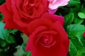 你，是我最真的爱，是我梦中的温柔，是我最牵挂的人图片