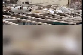 蓄势待发丨猫咪捕猎姿势靠近鸽子亲了一口图片