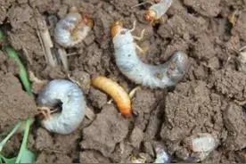 地面喷一喷，种子拌一拌，地下害虫都死完图片