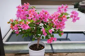 三角梅“变色龙”—花色多变，丰花勤花，好看又好养，你值得拥有图片