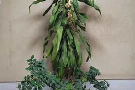 我工作室的巴西木开花了图片